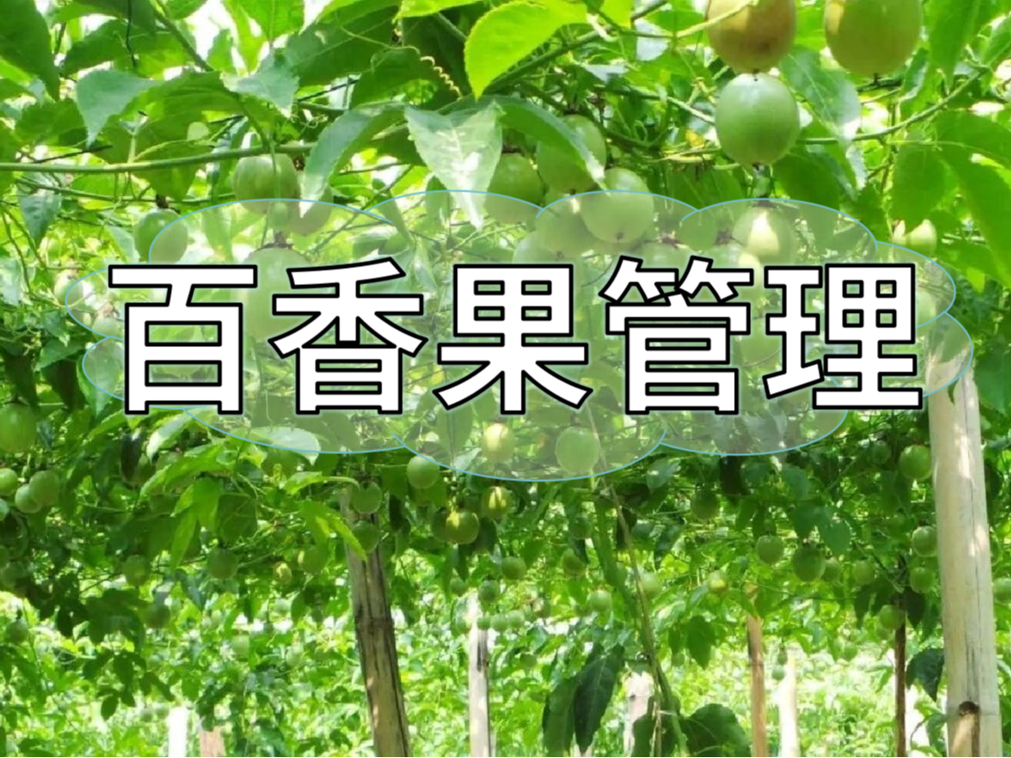 百香果施肥管理看這篇就夠了！優(yōu)產(chǎn)高產(chǎn)必備
