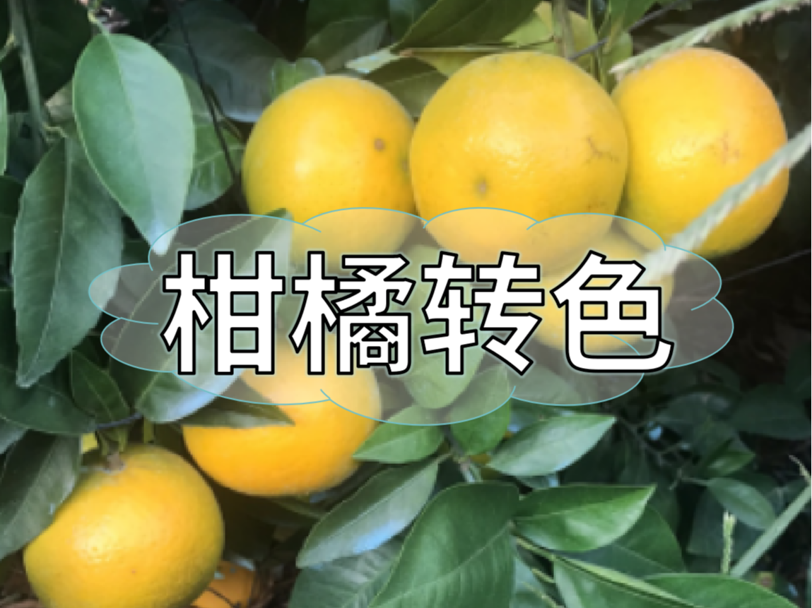 柑橘著(zhù)色不理想，沖刺品質(zhì)果要抓緊了！