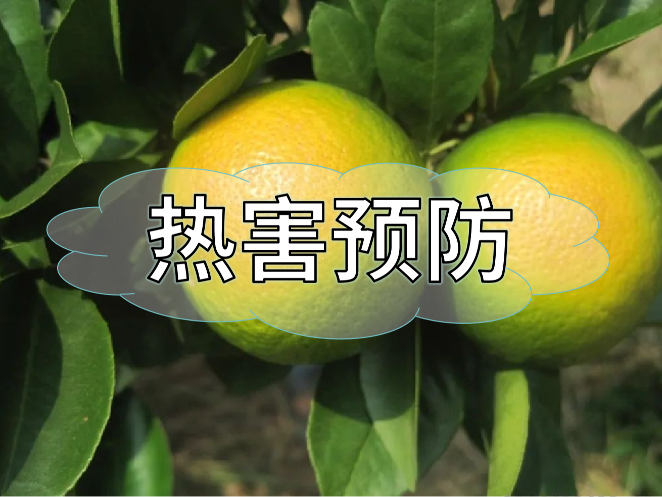 高溫熱害農業(yè)生產(chǎn)的 "隱形殺手"，熱害防御指南