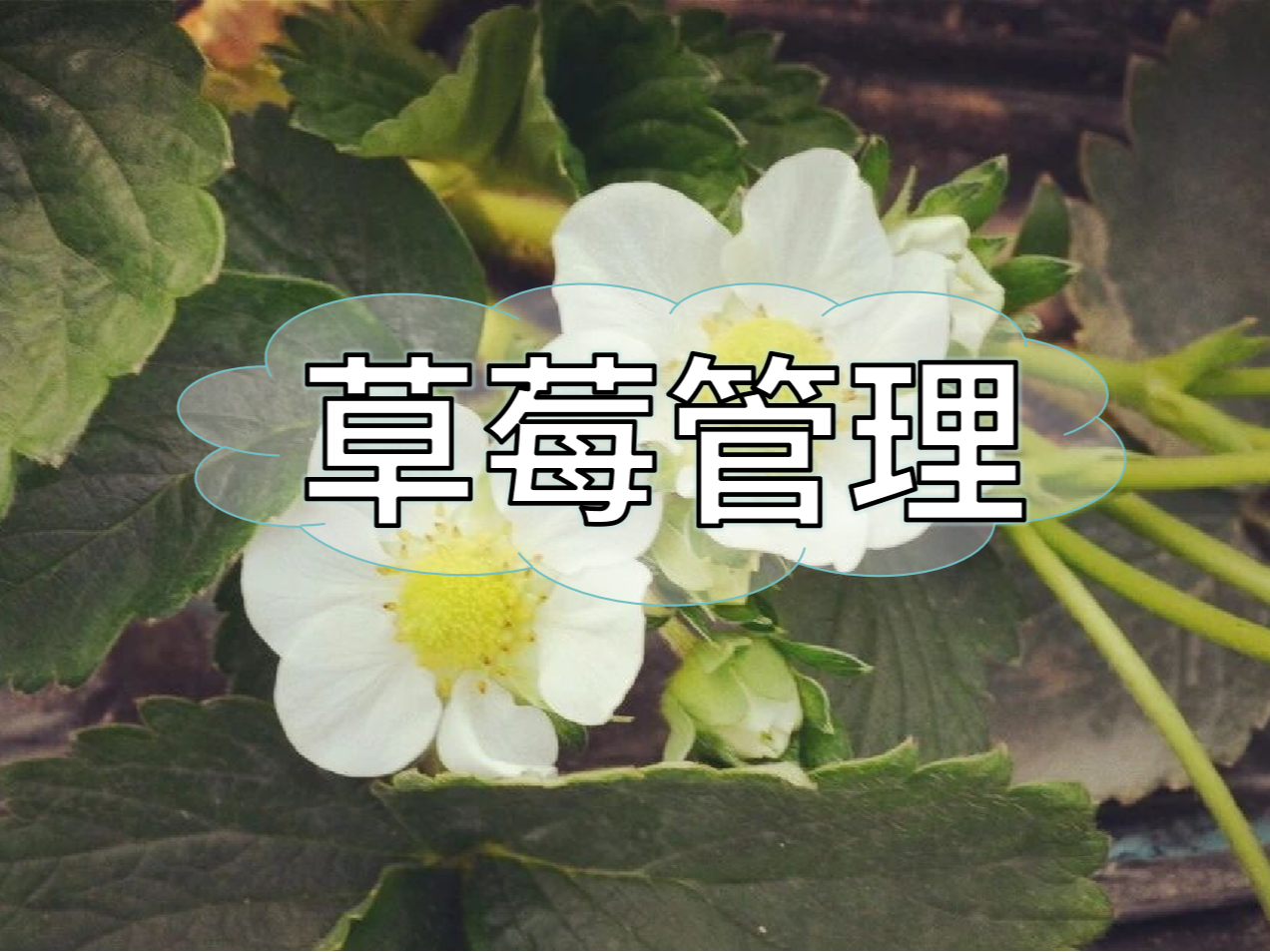 草莓這些做好，優(yōu)產(chǎn)增收不愁！