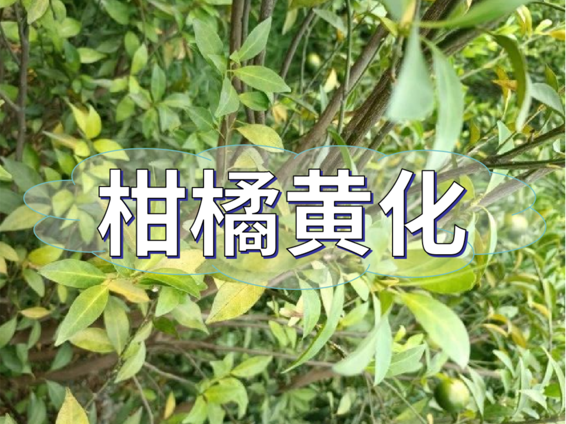 柑橘秋黃嚴重，秋梢難老熟，怎么解決？