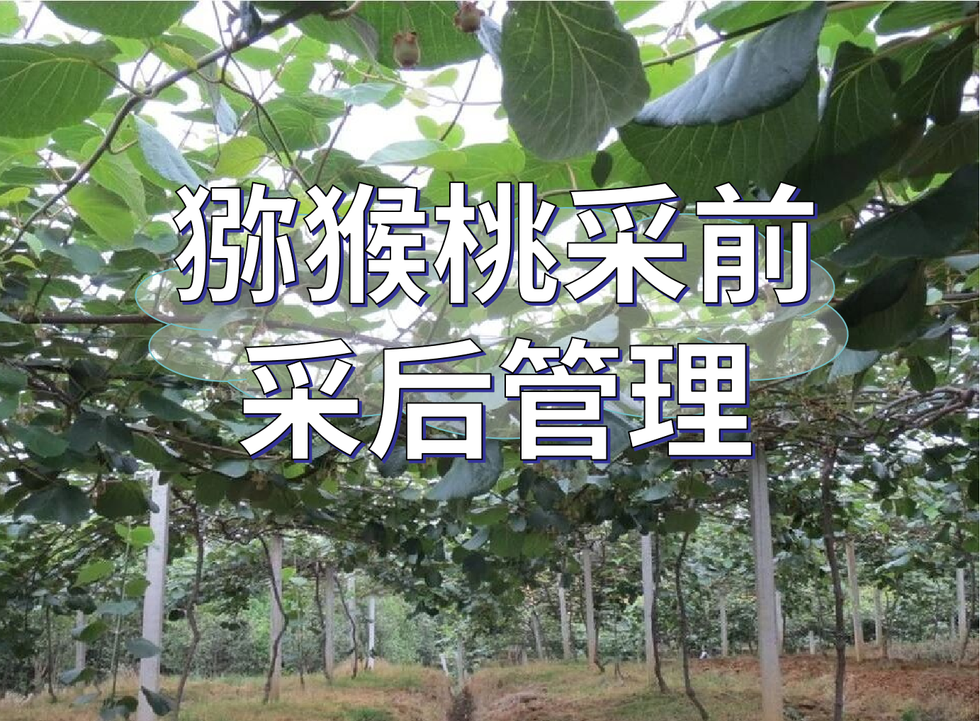 獼猴桃采前提高品質(zhì)、采后恢復管理方案