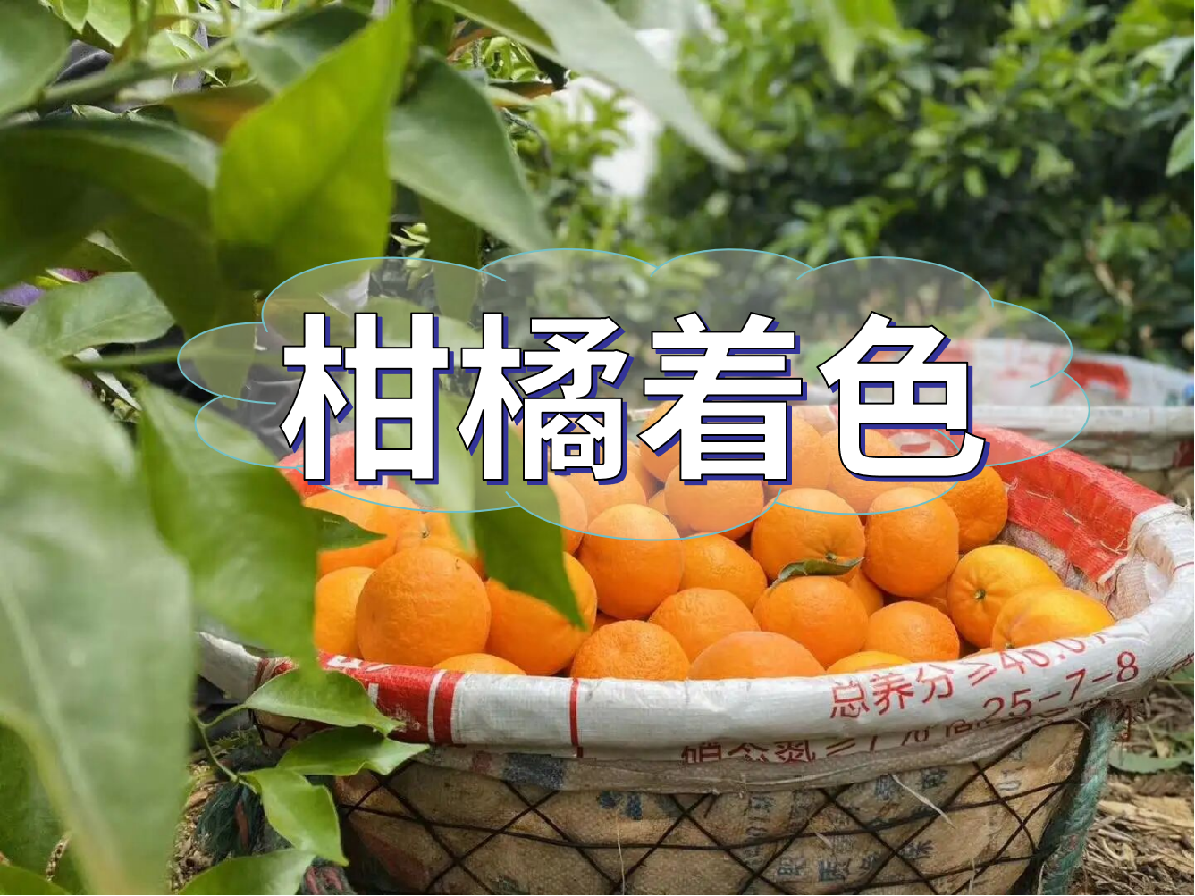 柑橘膨大轉色增甜這樣管，成熟快上市早