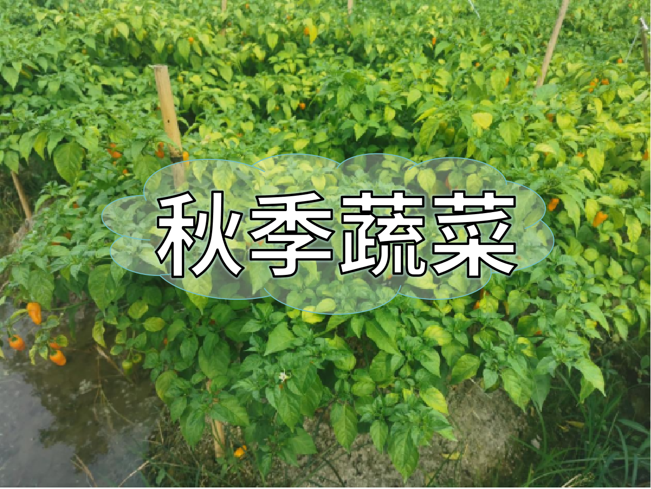 秋種蔬菜，如何提高成活率提高產(chǎn)量