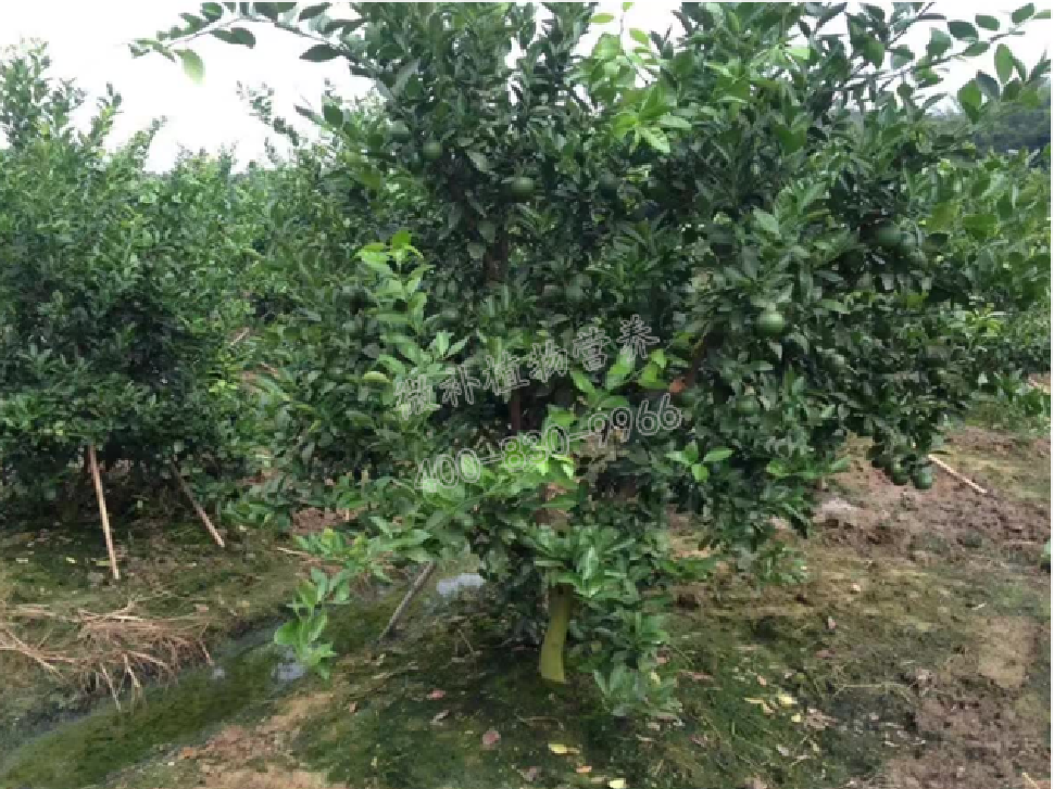 別人果園落果慘重，為何她的果園黃蒂落果少？