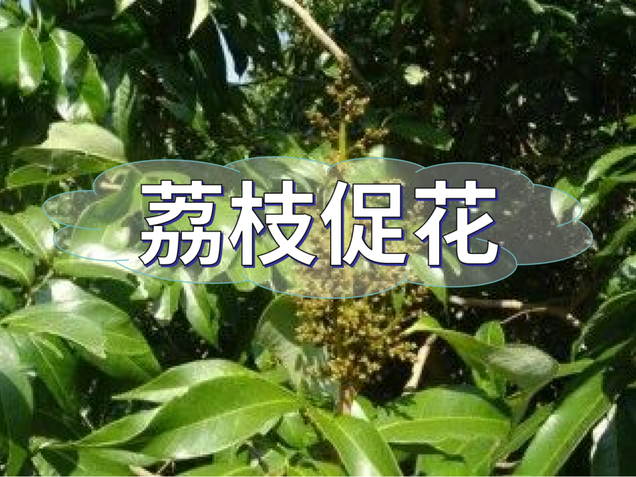 早熟荔枝，開(kāi)始促花啦！