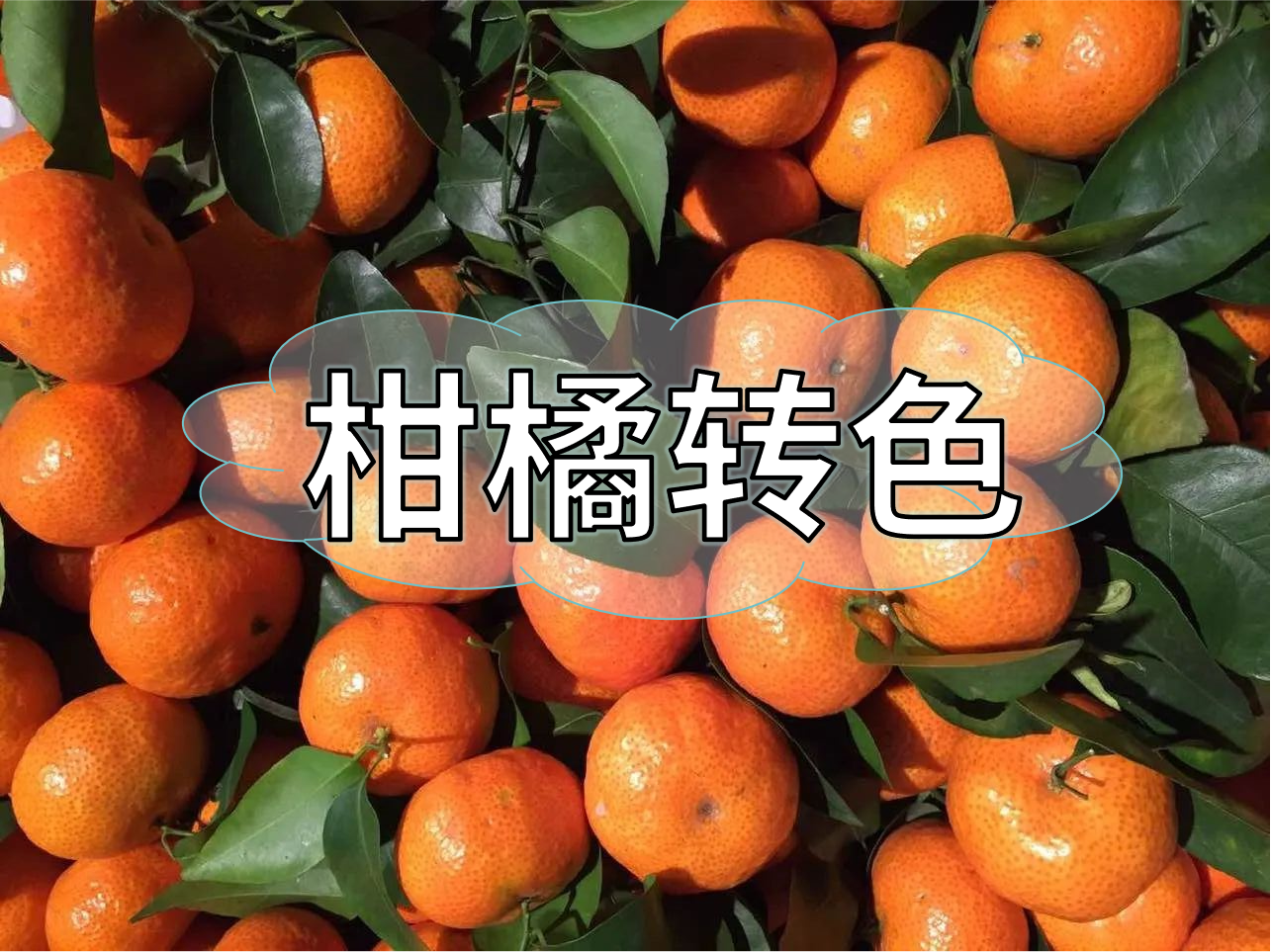 柑橘轉色增甜管理，現在就開(kāi)始了