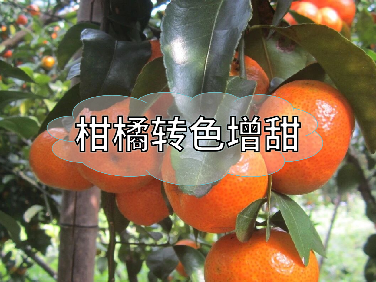 柑橘轉色增甜，這個(gè)方案簡(jiǎn)單又好用