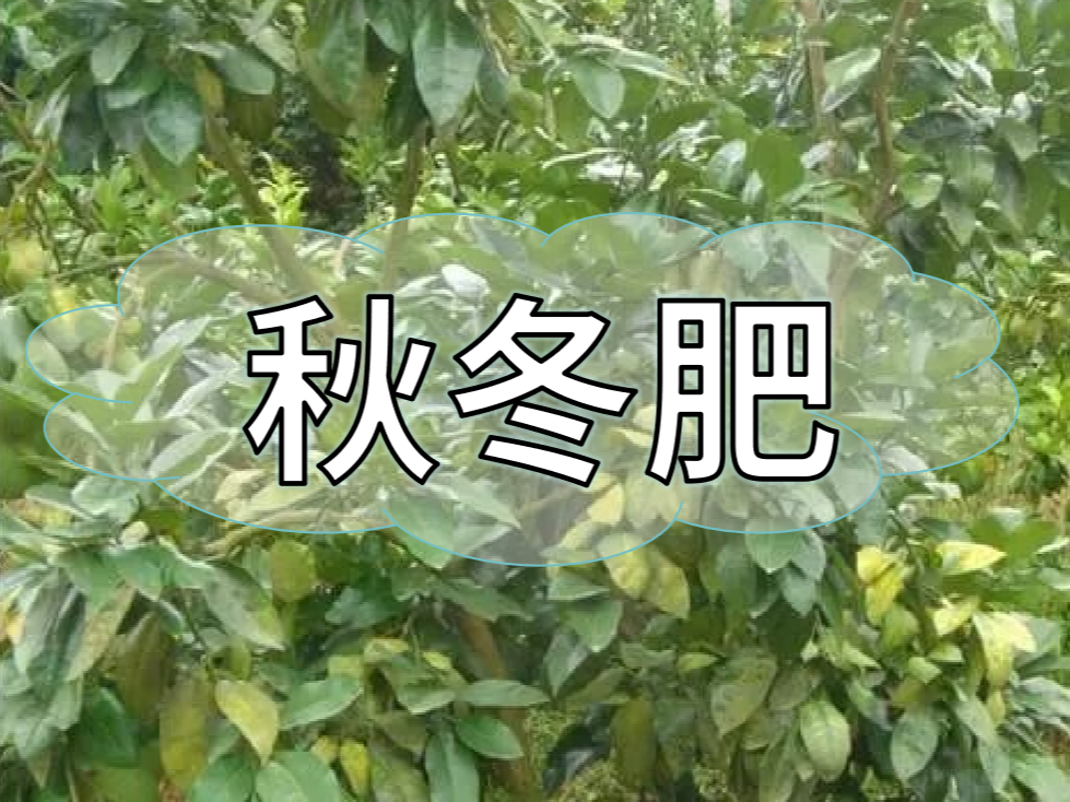 采后秋冬肥，有幾大問(wèn)題需要農戶(hù)朋友們注意