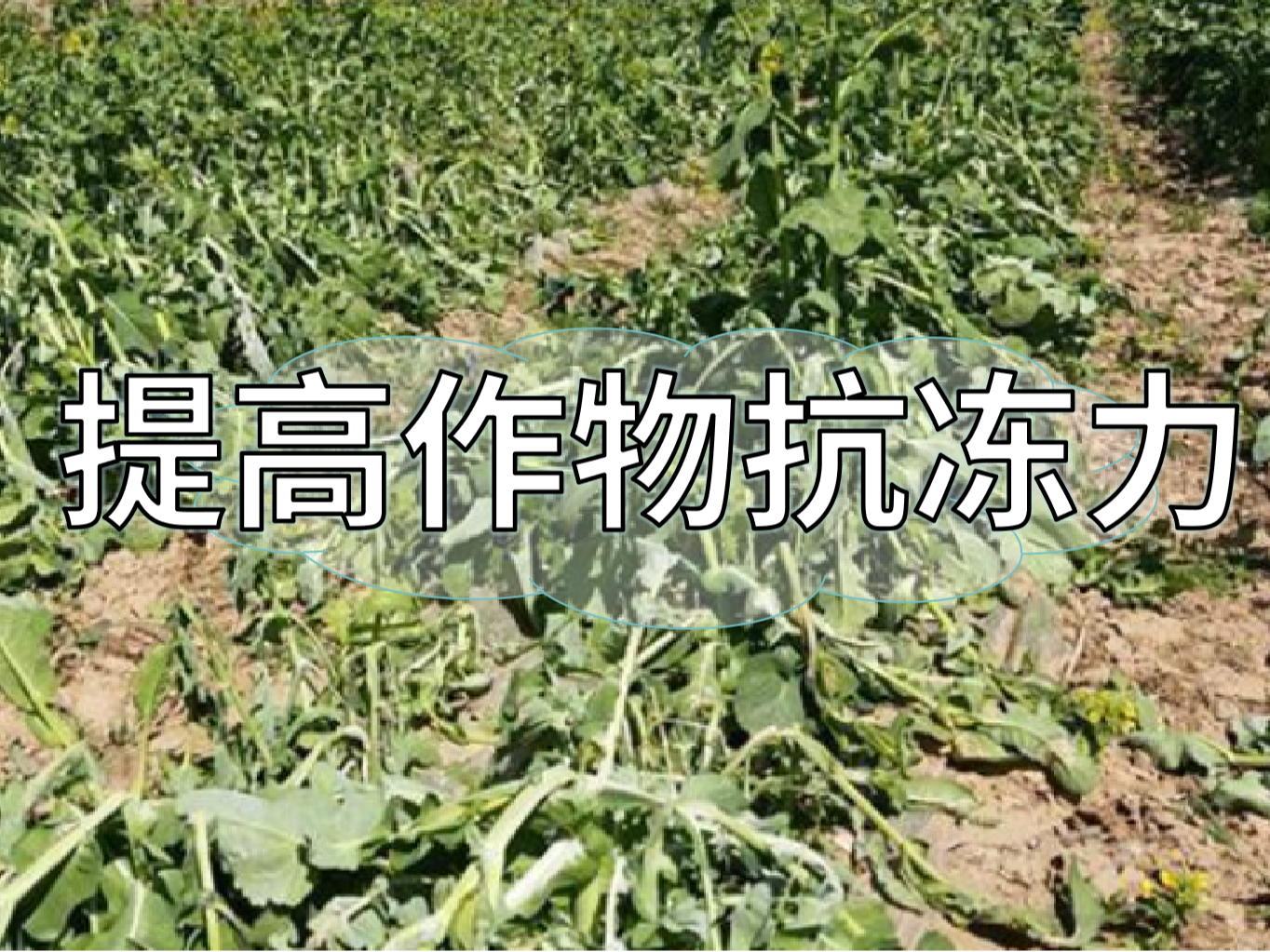 如何提高作物抗凍力？這個(gè)方法簡(jiǎn)單又好用