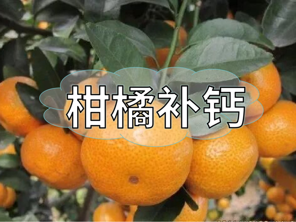 柑橘第三次補鈣關(guān)鍵期，決定果實(shí)品質(zhì)在這時(shí)