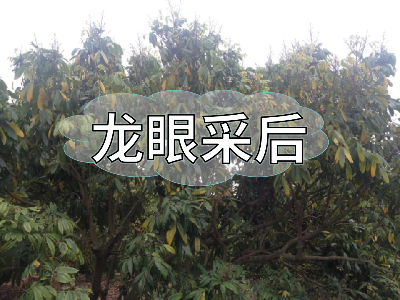 龍眼采摘后，做好保樹(shù)工作，預防大小年