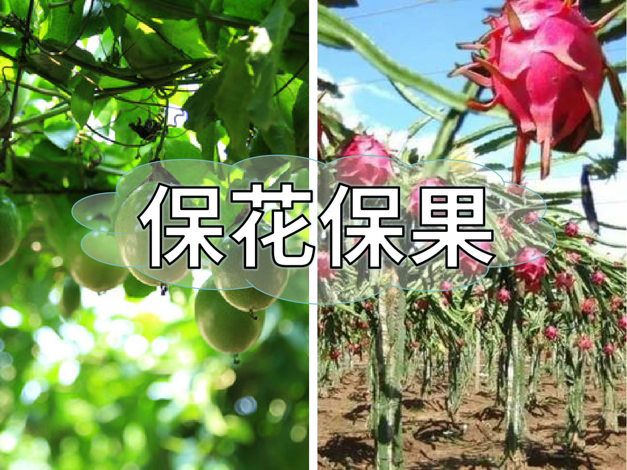 百香果、火龍果連續開(kāi)花坐果期促花保果怎么做？