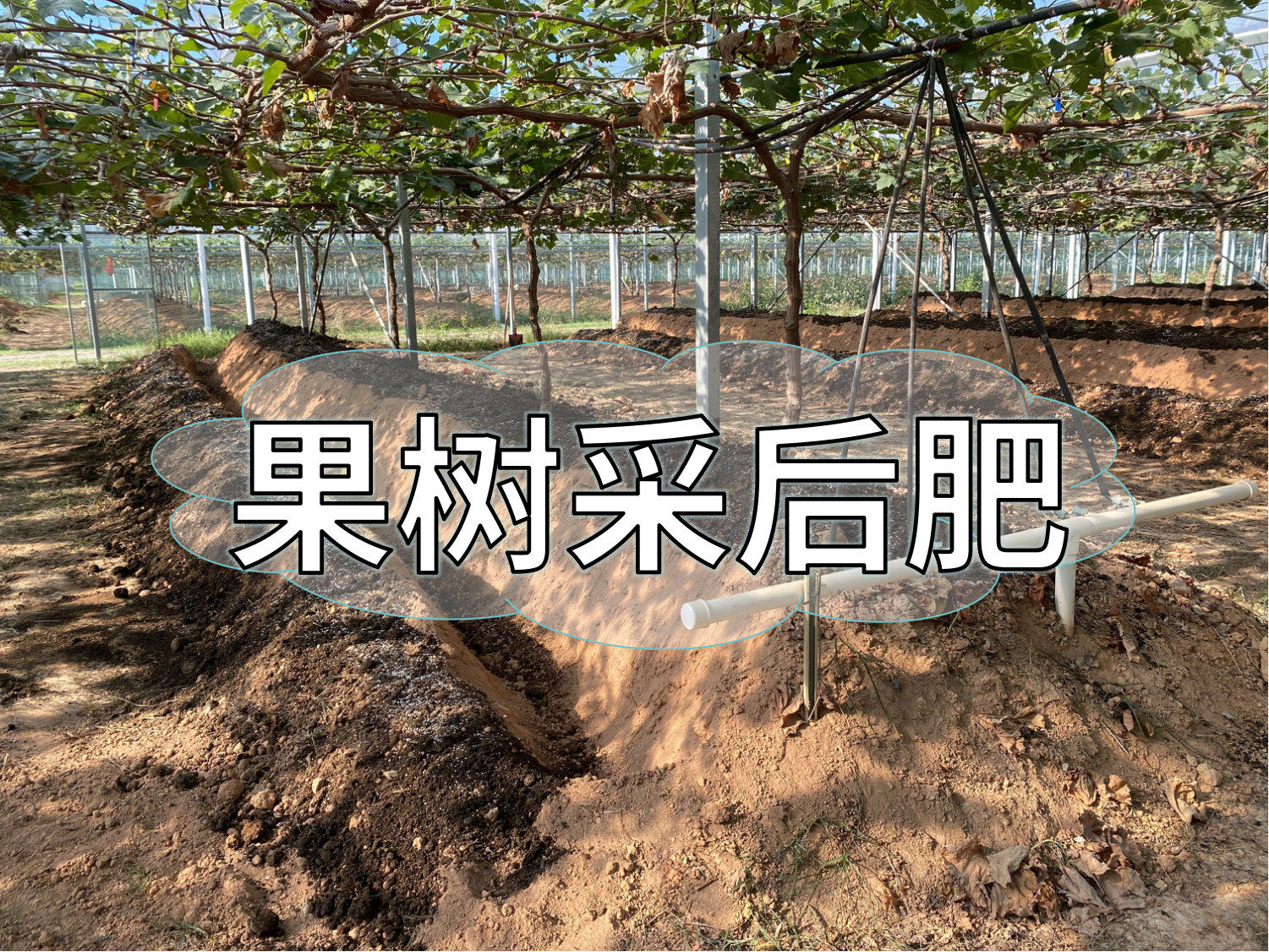 果樹(shù)采后肥這樣下，明年穩產(chǎn)豐產(chǎn)