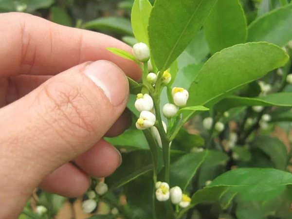 沃柑茂谷柑來(lái)花多要疏花，促花工作就不做了，小心花多不壯