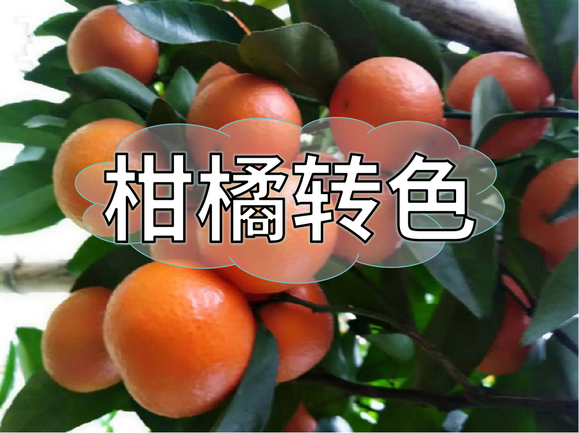 柑橘轉色期重補鈣，不浮皮少霜凍，增產(chǎn)增收