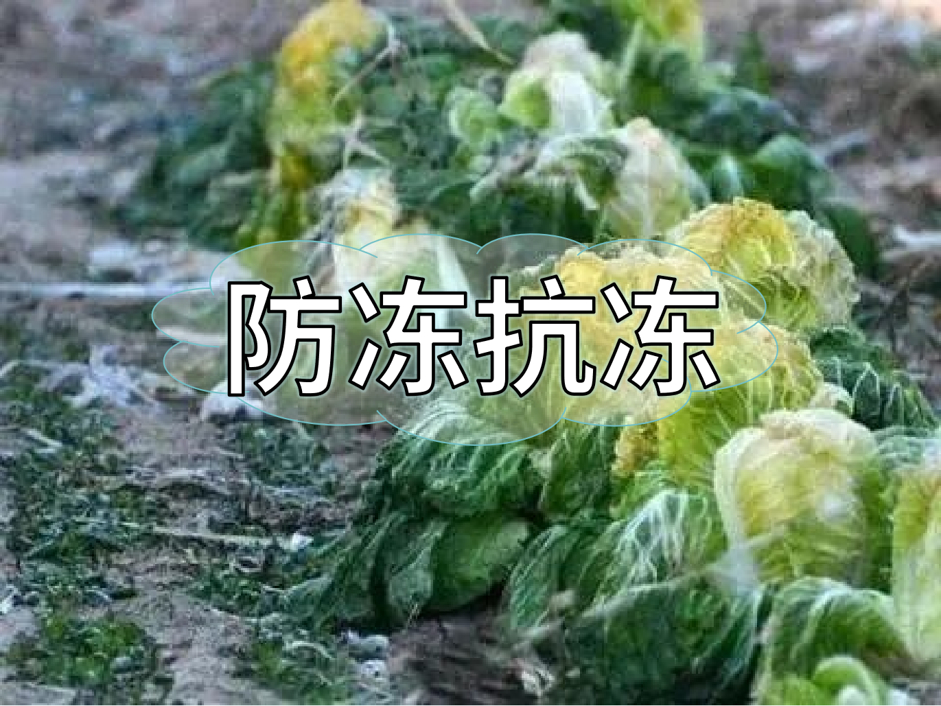 作物防凍提前做起來(lái)，減損增效有妙方