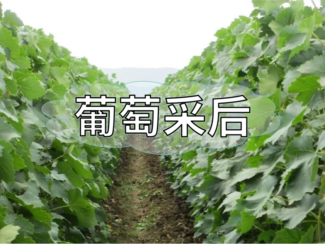 葡萄采后棄管問(wèn)題大，有效管理這樣做