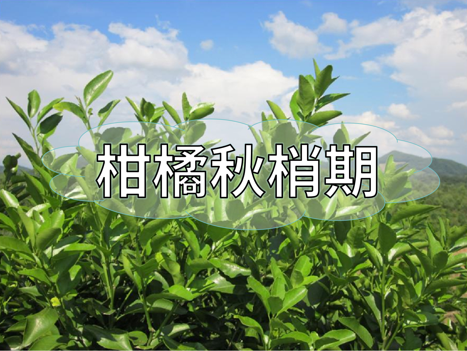 柑橘放秋梢、膨果、促花如何同時(shí)進(jìn)行？