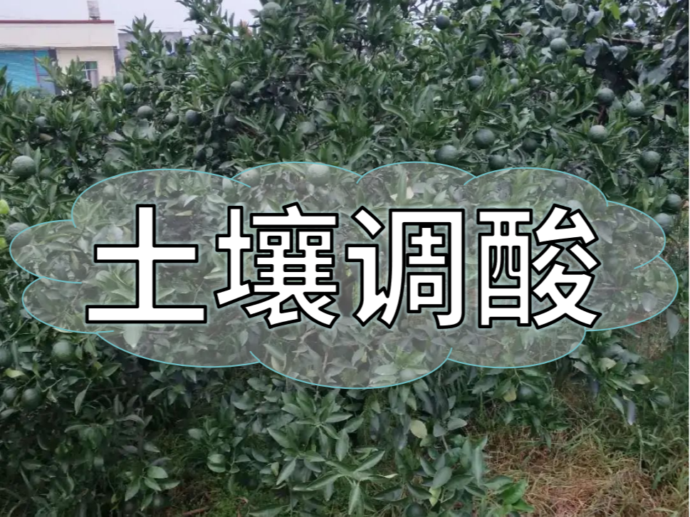 柑橘膨大期，土壤調酸與施膨果肥一樣重要