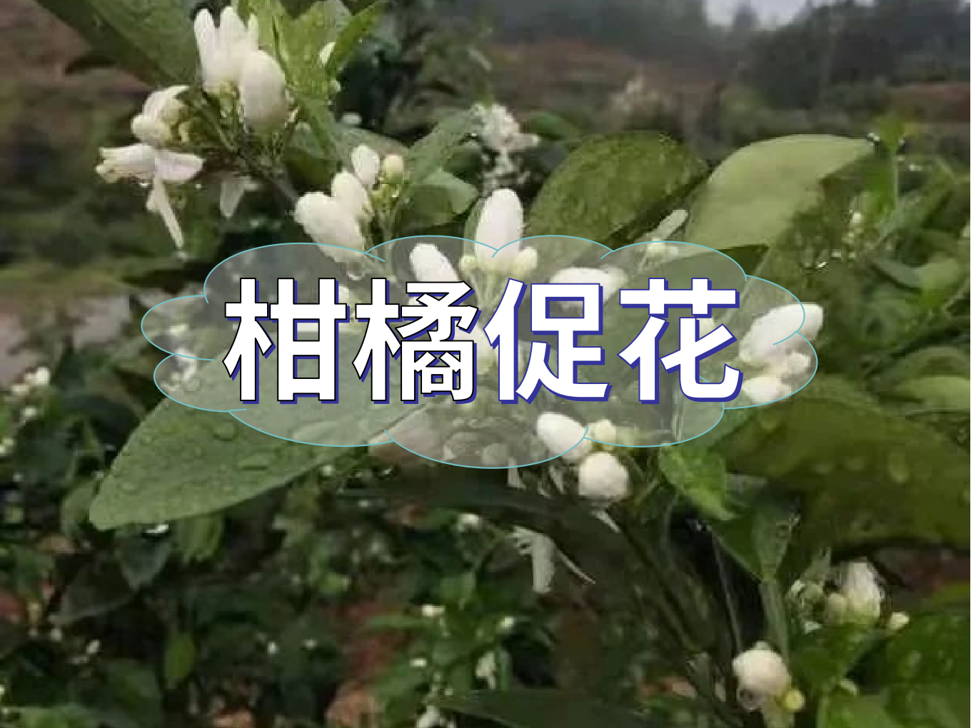 柑橘促花三要領(lǐng)，促進(jìn)優(yōu)質(zhì)花的形成