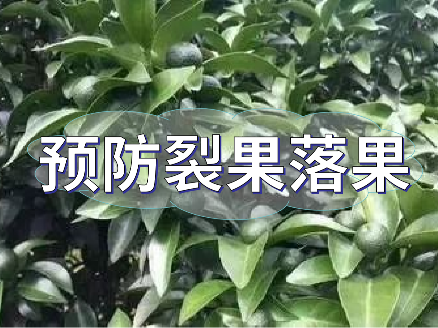 柑橘落果裂果高峰期，要先預防