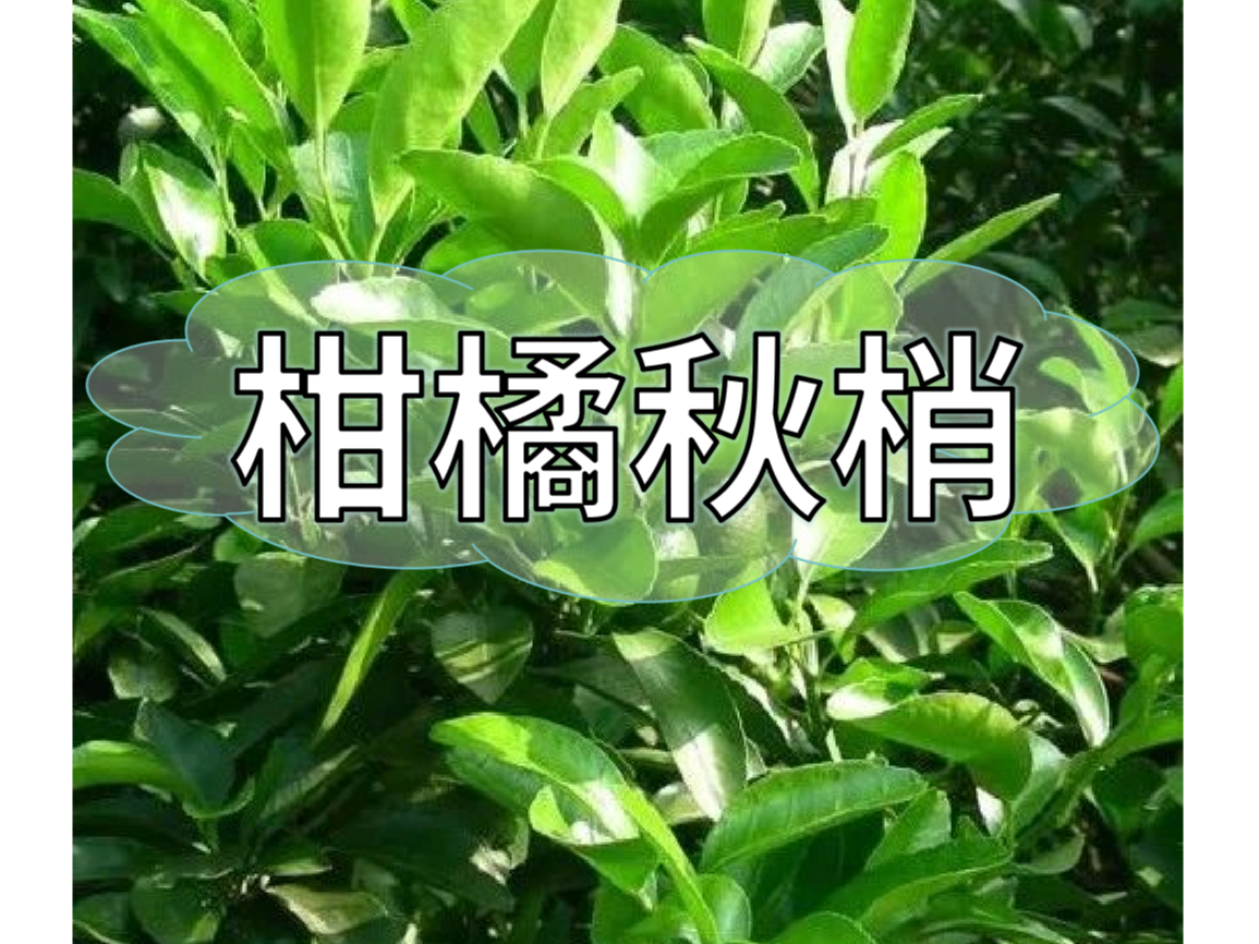 秋梢放不出怎么辦？如何放出健壯秋梢？