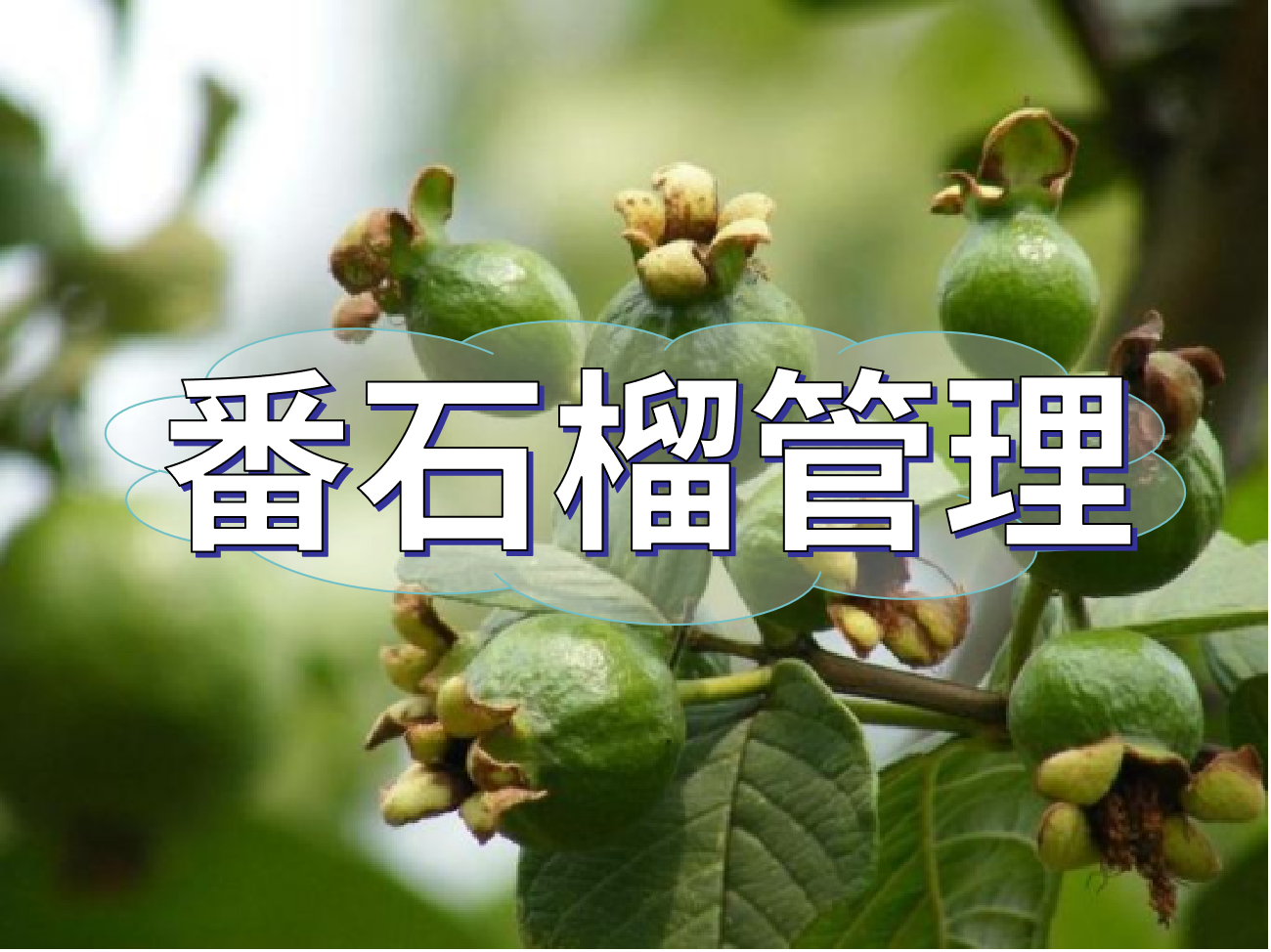番石榴花少果少，連續開(kāi)花坐果期這套方案提高產(chǎn)量