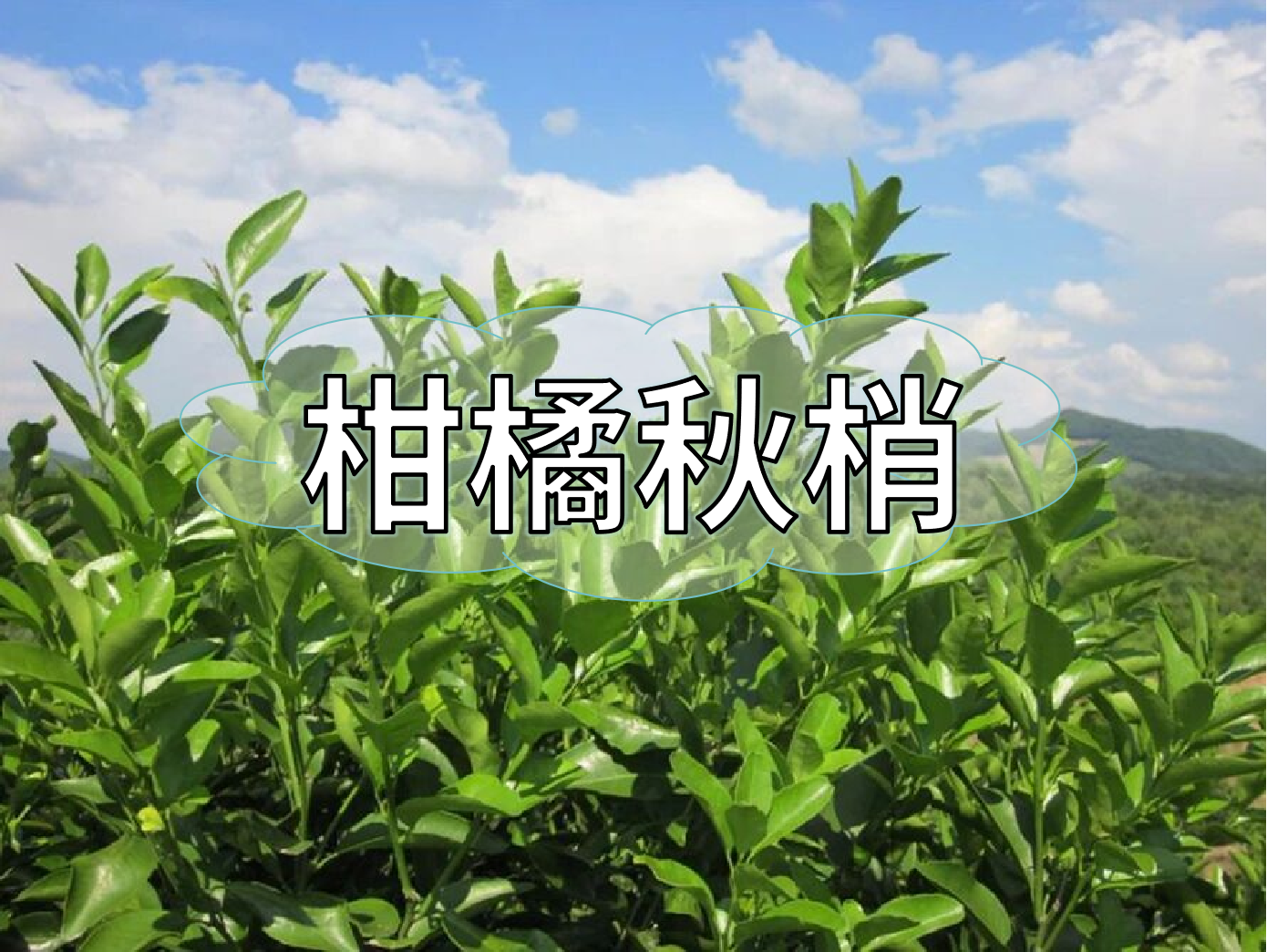 <i style='color:red'>柑橘秋梢</i>不老熟？別慌！這樣促熟保豐收