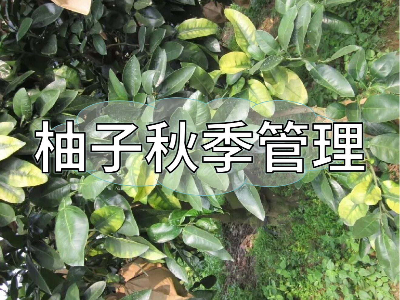 柚子采前增甜提質(zhì)、采后養樹(shù)促花，兩步搞定