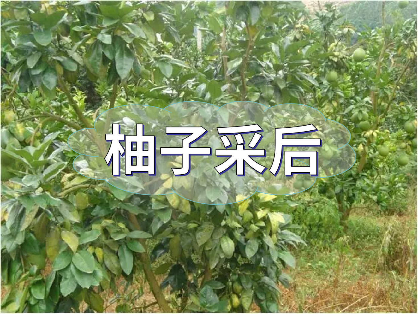 柚子采后這么管，來(lái)年不減產(chǎn)