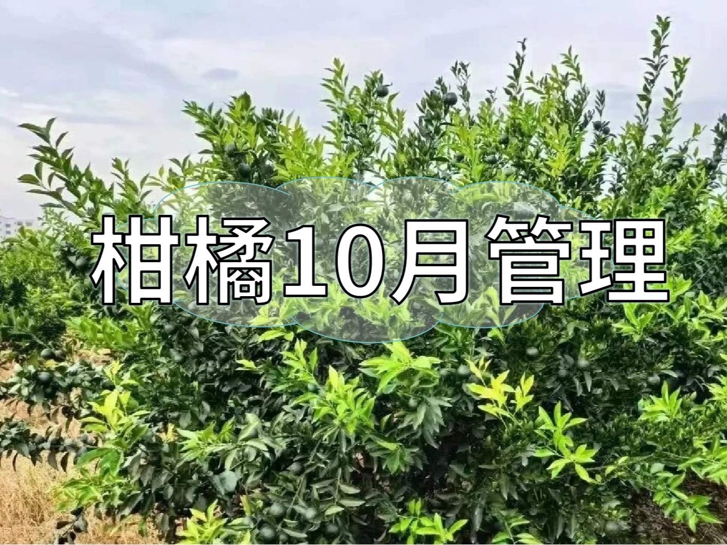 柑橘10月管理：秋梢老熟、促著(zhù)色、促花芽分化