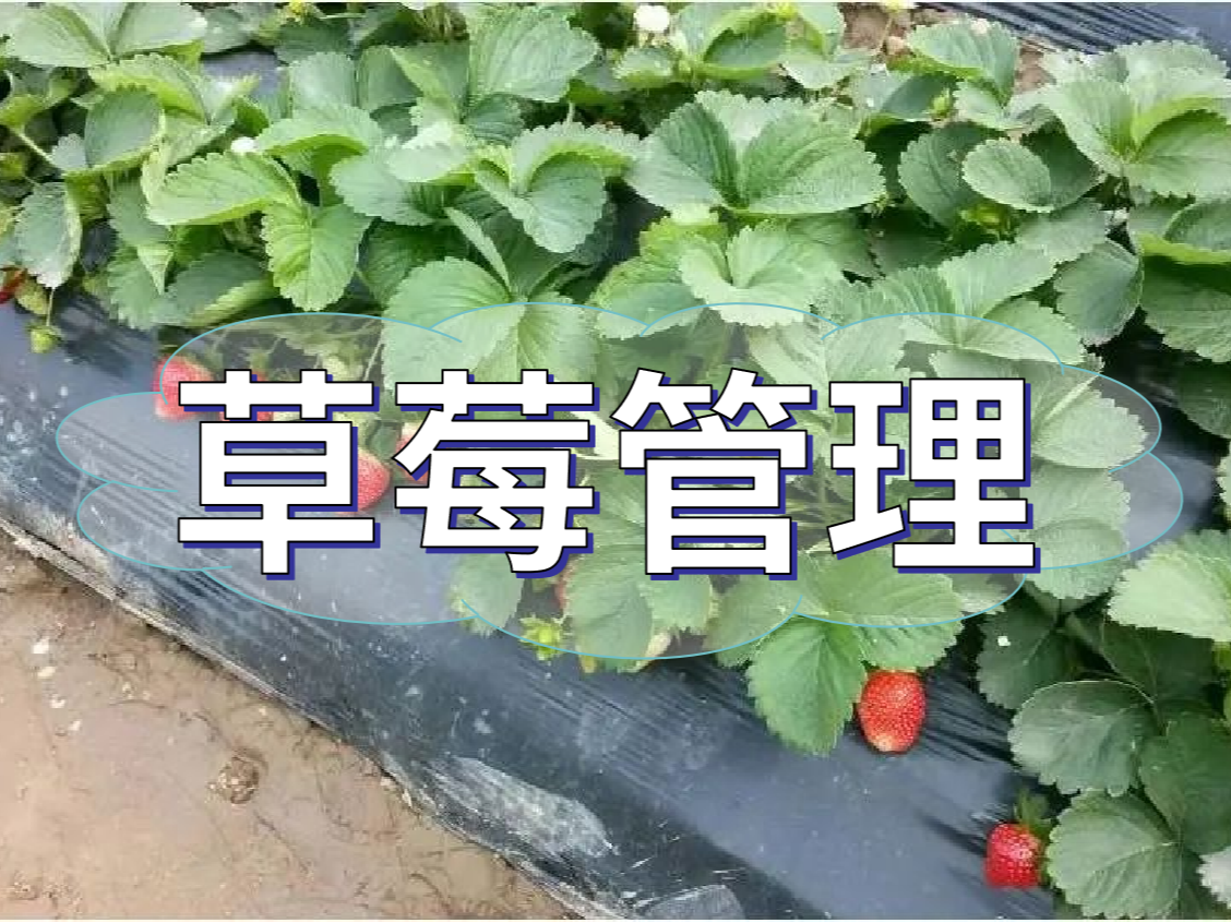這樣做讓你的草莓品質(zhì)好，產(chǎn)量高！