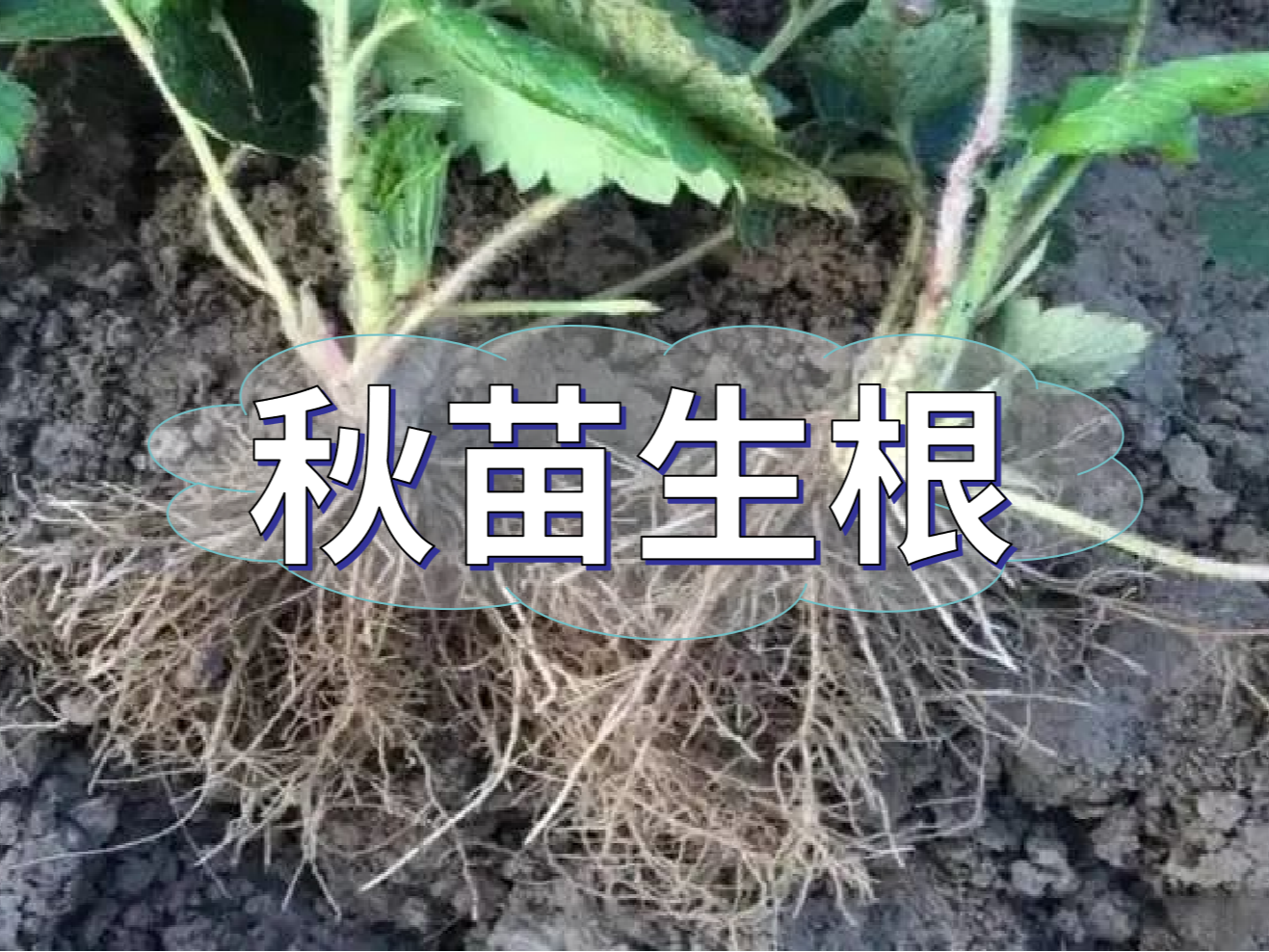 秋播開(kāi)始，生根養根是作物健壯增產(chǎn)提質(zhì)的關(guān)鍵