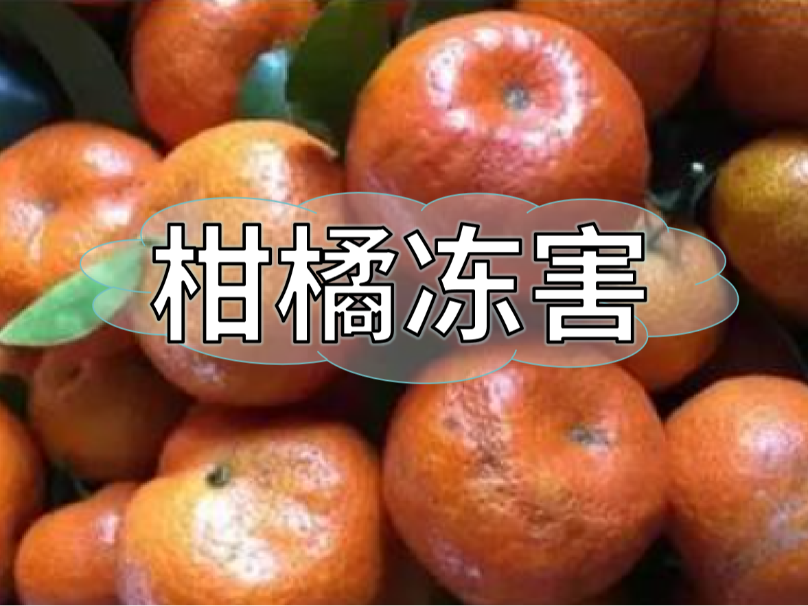 柑橘凍害難恢復，防凍提前做更重要