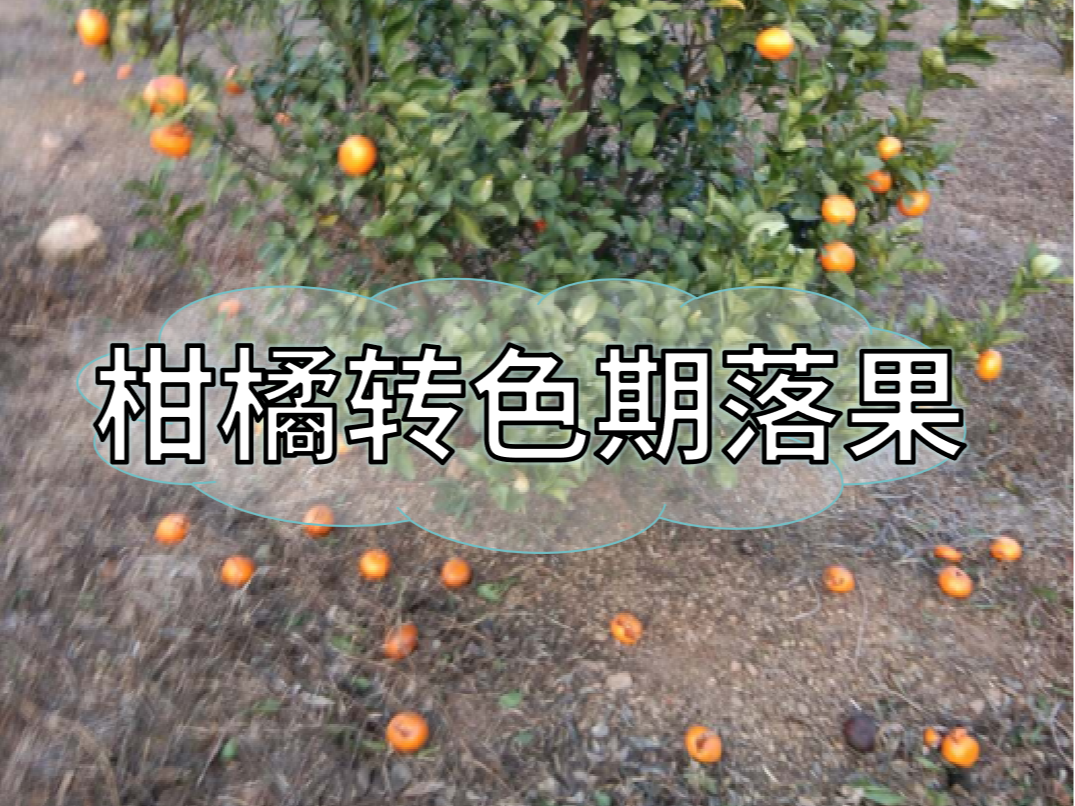 柑橘轉色期落果原因&應對方法