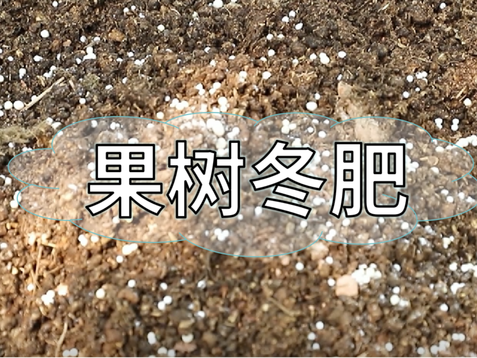 果樹(shù)冬肥要巧施，這樣施肥省錢(qián)又有效