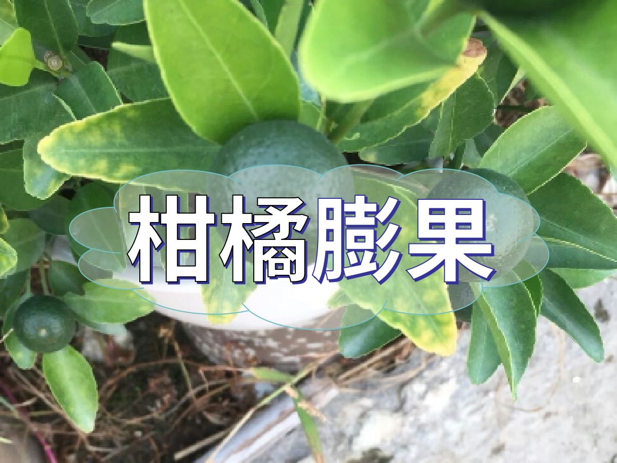 柑橘膨果慢？膨果并非多補鉀這么簡(jiǎn)單！