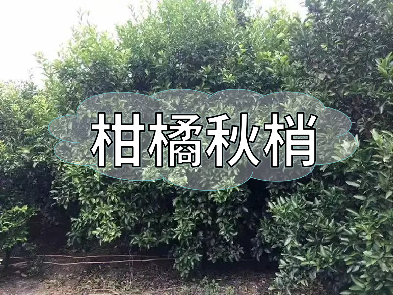 柑橘秋梢老熟期，抓好重點(diǎn)穩今年，保明年